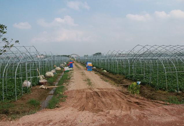 武漢果蔬配送公司基地展示